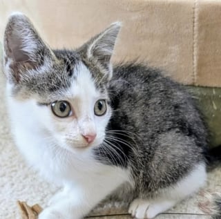 Illustration de l'article : En se présentant devant un porche, cette chatte et son chaton se donnent la possibilité d’une nouvelle vie à l’abri du manque et de la peur