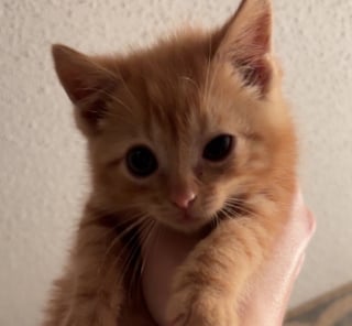 Illustration de l'article : Ce chaton jeté dans un caniveau depuis une voiture reçoit douceur et bienveillance de la part d’une femme bouleversée par son histoire