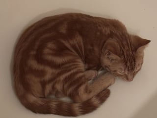 Illustration de l'article : Ce chaton jeté dans un caniveau depuis une voiture reçoit douceur et bienveillance de la part d’une femme bouleversée par son histoire