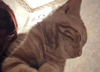 Illustration de l'article : Ce chaton jeté dans un caniveau depuis une voiture reçoit douceur et bienveillance de la part d’une femme bouleversée par son histoire