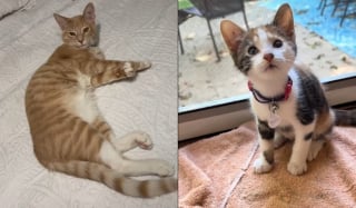 Illustration de l'article : Ce chat cherche désespérément sa sœur de cœur rendue au refuge, sa famille prend finalement une noble décision (vidéo)