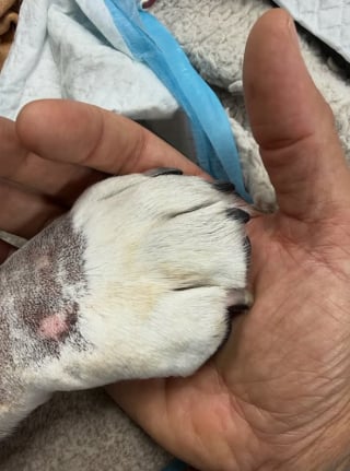 Illustration de l'article : Le monde entier pleure la perte de Roscoe, chien et meilleur ami de Lewis Hamilton, qui s’est battu contre la maladie