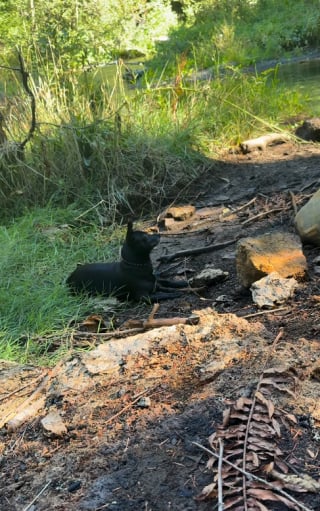 Illustration de l'article : Un randonneur aperçoit un chien au fin fond de la forêt et comprend qu’il doit agir vite pour éviter un drame