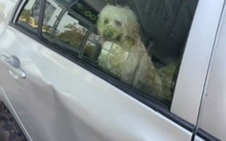 Illustration de l'article : Le sort d'un chien laissé en plein soleil dans une voiture indigne les passants qui interviennent et appellent les secours (vidéo)