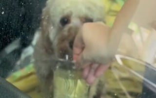 Illustration de l'article : Le sort d'un chien laissé en plein soleil dans une voiture indigne les passants qui interviennent et appellent les secours (vidéo)