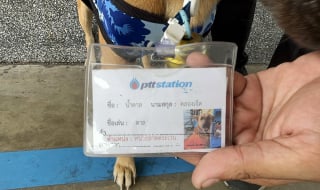 Illustration de l'article : Un ancien chien errant a désormais son propre badge dans la station service où il a été retrouvé 