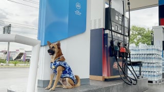 Illustration de l'article : Un ancien chien errant a désormais son propre badge dans la station service où il a été retrouvé 