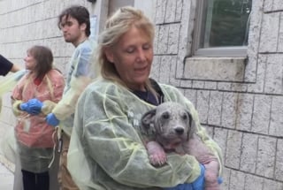 Illustration de l'article : Gravement malade et quasi chauve, une jeune chienne retrouve la santé et une famille grâce à une vidéo virale