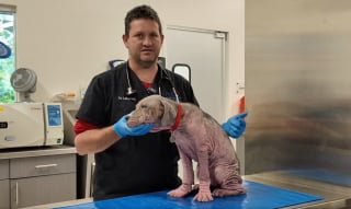 Illustration de l'article : Gravement malade et quasi chauve, une jeune chienne retrouve la santé et une famille grâce à une vidéo virale