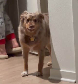 Illustration de l'article : L'attitude hilarante d'un chien voulant intimider son congénère invité à la maison et le faire partir, sans se faire gronder (vidéo)