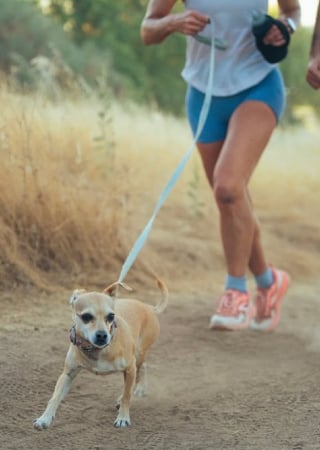 Illustration de l'article : Adoptée dans un refuge, cette Chihuahua enchaîne les marathons aux côtés de son maître passionné de course