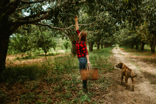 Illustration de l'article : 13 activités automnales à faire avec son chien