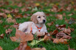 Illustration de l'article : 13 activités automnales à faire avec son chien