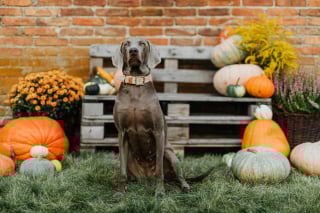 Illustration de l'article : 13 activités automnales à faire avec son chien