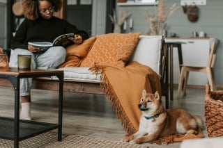 Illustration de l'article : 13 activités automnales à faire avec son chien