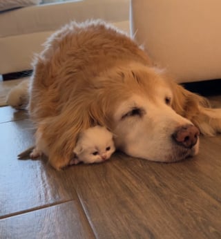 Illustration de l'article : Un minuscule chaton insiste pour se blottir sous l'oreille d'une chienne récalcitrante mais qui finit par céder (vidéo)