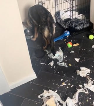 Illustration de l'article : Incapable de supporter la solitude, ce chiot Berger Allemand a saccag&eacute; la cuisine et adresse un rappel fondamental &agrave; sa ma&icirc;tresse (vid&eacute;o)