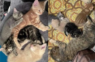Illustration de l'article : Malgré des origines différentes et un grand écart d’âge, ces 2 chats ont noué une touchante complicité (vidéo)