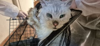 Illustration de l'article : Alertés par un signalement, des bénévoles découvrent 16 Maine Coons vivant dans l’insalubrité totale d’un élevage pourtant légal