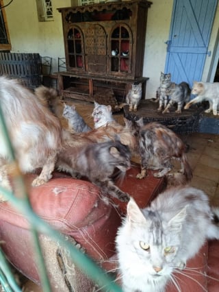 Illustration de l'article : Alertés par un signalement, des bénévoles découvrent 16 Maine Coons vivant dans l’insalubrité totale d’un élevage pourtant légal