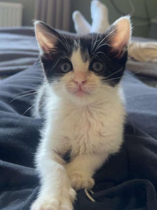 Illustration de l'article : Sauvé d’une situation critique après une chute, ce chaton finit par trouver sa famille pour la vie auprès de sa sauveuse vétérinaire
