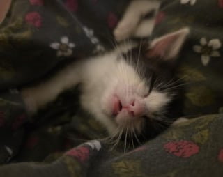 Illustration de l'article : Sauvé d’une situation critique après une chute, ce chaton finit par trouver sa famille pour la vie auprès de sa sauveuse vétérinaire