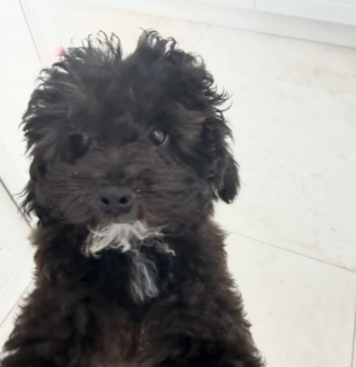 Illustration de l'article : Un chiot de 6 mois vol&eacute; dans une voiture de luxe est retrouv&eacute; abandonn&eacute; mais sain et sauf le lendemain