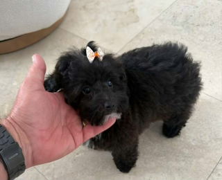 Illustration de l'article : Un chiot de 6 mois vol&eacute; dans une voiture de luxe est retrouv&eacute; abandonn&eacute; mais sain et sauf le lendemain