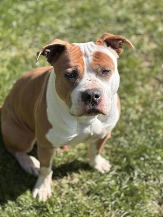 Illustration de l'article : &laquo; Coupable &raquo; de s'&ecirc;tre bless&eacute; aux ligaments crois&eacute;s, cet Amstaff abandonn&eacute; est op&eacute;r&eacute; gr&acirc;ce &agrave; une cagnotte solidaire et attend d'&ecirc;tre adopt&eacute;