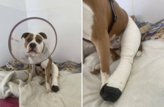 Illustration de l'article : &laquo; Coupable &raquo; de s'&ecirc;tre bless&eacute; aux ligaments crois&eacute;s, cet Amstaff abandonn&eacute; est op&eacute;r&eacute; gr&acirc;ce &agrave; une cagnotte solidaire et attend d'&ecirc;tre adopt&eacute;