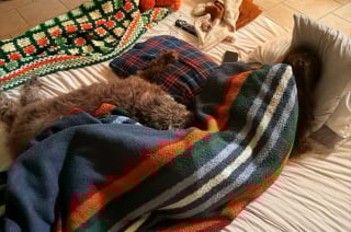 Illustration de l'article : Une chienne malade âgée de 14 ans ne peut plus monter les escaliers alors sa maîtresse réaménage totalement sa maison pour elle (vidéo)