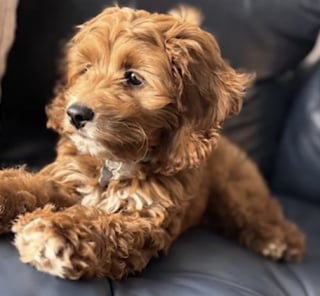 Illustration de l'article : « Cette histoire m'a brisé le cœur », une fillette de 9 ans retrouve son chien disparu après le décès soudain de son père (vidéo)