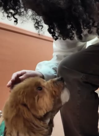 Illustration de l'article : « Cette histoire m'a brisé le cœur », une fillette de 9 ans retrouve son chien disparu après le décès soudain de son père (vidéo)