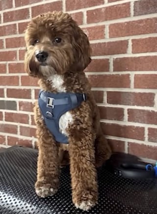 Illustration de l'article : « Cette histoire m'a brisé le cœur », une fillette de 9 ans retrouve son chien disparu après le décès soudain de son père (vidéo)