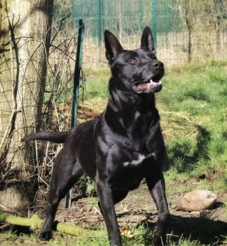 Illustration de l'article : Dans son refuge normand, cette chienne exclusive commence chaque repas en déposant un caillou dans sa gamelle pour se réconforter (vidéo)