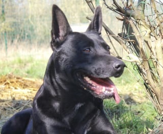 Illustration de l'article : Dans son refuge normand, cette chienne exclusive commence chaque repas en déposant un caillou dans sa gamelle pour se réconforter (vidéo)