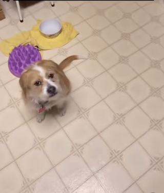 Illustration de l'article : Un homme atteint de schizophrénie s'appuie sur sa chienne d'assistance pour identifier ses hallucinations visuelles et mieux vivre sa maladie (vidéo)