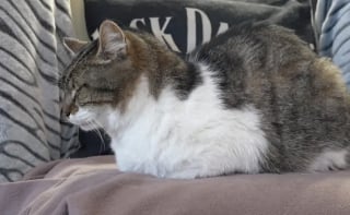 Illustration de l'article : Un couple retrouve son chat apr&egrave;s 14 ans de disparition et r&eacute;alise qu&rsquo;il a v&eacute;cu &agrave; seulement quelques m&egrave;tres