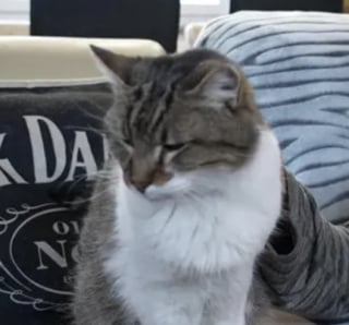 Illustration de l'article : Un couple retrouve son chat apr&egrave;s 14 ans de disparition et r&eacute;alise qu&rsquo;il a v&eacute;cu &agrave; seulement quelques m&egrave;tres