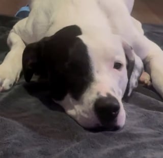 Illustration de l'article : Une jeune femme rencontre une chienne gravement bless&eacute;e aux 2 pattes arri&egrave;re et parcourt sa r&eacute;gion pour la sauver (vid&eacute;o)