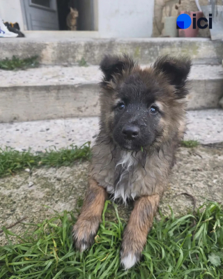 Illustration de l'article : Un chiot aveugle de naissance est finalement adopté dans le Vaucluse pour évoluer avec un chien guide