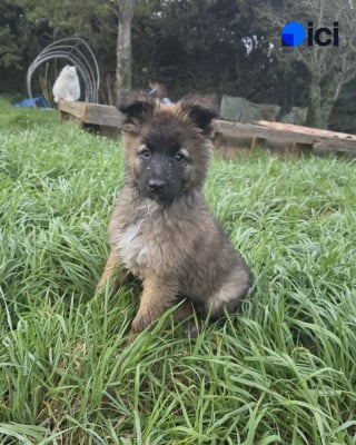 Illustration de l'article : Un chiot aveugle de naissance est finalement adopté dans le Vaucluse pour évoluer avec un chien guide
