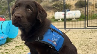 Illustration de l'article : Un ancien militaire atteint de traumatismes de guerre retrouve le sommeil et une vie normale grâce à son chien après des décennies de souffrance