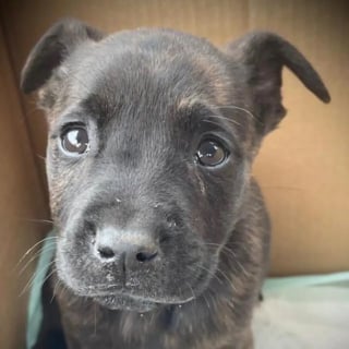 Illustration de l'article : Abandonné dans un carton, un chiot en sang et refusant de s'alimenter car atteint de parvovirose est sauvé de justesse par une équipe vétérinaire