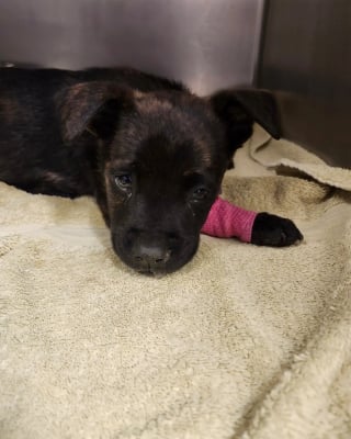 Illustration de l'article : Abandonné dans un carton, un chiot en sang et refusant de s'alimenter car atteint de parvovirose est sauvé de justesse par une équipe vétérinaire