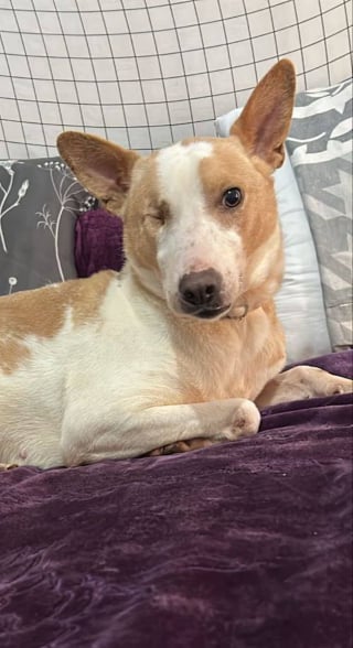 Illustration de l'article : Une association fran&ccedil;aise cherche un foyer sp&eacute;cialis&eacute; pour r&eacute;habiliter une chienne gravement maltrait&eacute;e et bless&eacute;e en Tunisie