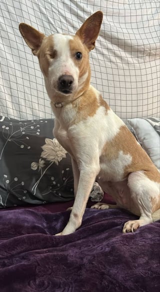 Illustration de l'article : Une association fran&ccedil;aise cherche un foyer sp&eacute;cialis&eacute; pour r&eacute;habiliter une chienne gravement maltrait&eacute;e et bless&eacute;e en Tunisie