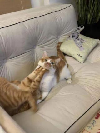 Illustration de l'article : 10 photos de chats qui sont dr&ocirc;les sans le vouloir