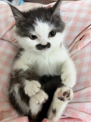 Illustration de l'article : 10 photos de chats qui sont dr&ocirc;les sans le vouloir