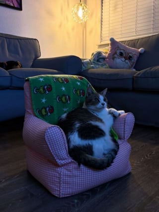 Illustration de l'article : 10 photos de chats qui sont dr&ocirc;les sans le vouloir